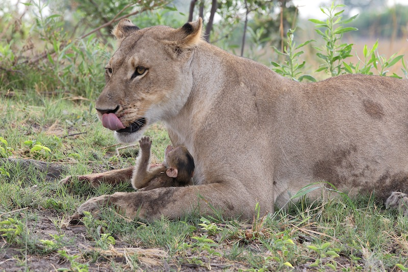 Illustration for article titled Harrowing Photos Capture Tense Encounter Between Baby Baboon And Lion